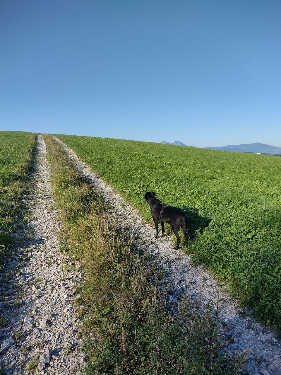 Auf einem Schotterweg zwischen zwei Feldern steht ein schwarzer Hund und schaut in die Ferne, am Horizont sieht man Berge.