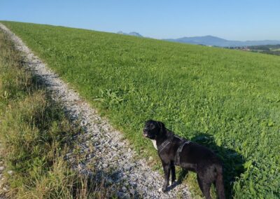 Hund auf Schotterweg schaut in die Kamera. Im Hintergrund blauer Himmel undeine Bergspitze.