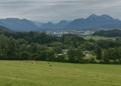 Hinter einem Feld sieht man einen Wald und Berge, dazwischen liegt die Stadt Salzburg.