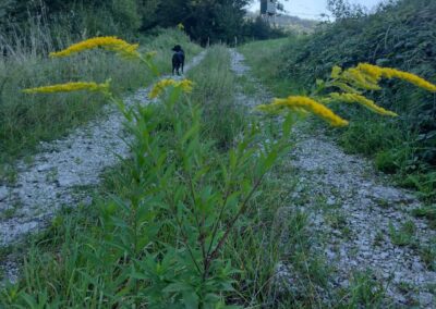 Ein Schotterweg am Waldrand auf dem ein kanadische Goldrute steht. Im Hintergrund steht ein schwarzer Hund und man sieht einen Jagdstand.